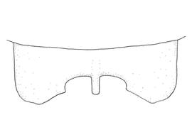   Anthidium atripoides  male, diagram showing dorsal view of seventh tergum (T7), diagram from Gonzalez and Griswold 2013 
